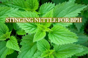 STINGING NETTLE | how to reduce prostate swelling naturally