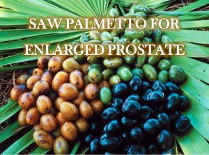 Saw Palmetto | bph treatment remedies