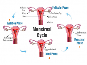 Do Women's Faces Change Color Over the Menstrual Cycle?