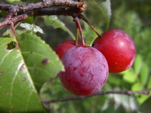 Prunus domestica Home remedies for Benign Prostatic hyperplasia